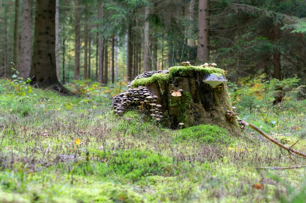 forest floor, fall, nature, tree stump, mushrooms, forest, autumn forest, forest hike, tree stump, forest, forest, forest, forest, forest